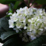 My Pretty White Blooms!